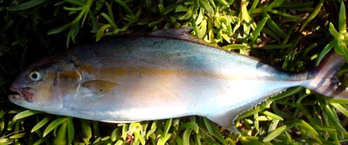 Seriola fasciata_002.jpg